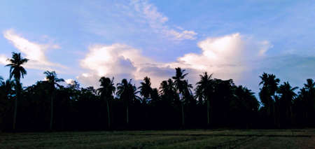 Silhouette of coconut tree in the field at sunset time.