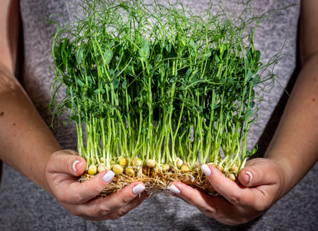 Microgreens of peas on the background of a gray dress, in handsの写真素材