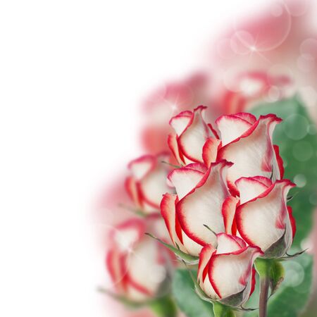 Beautiful isolated rose with bokehの写真素材
