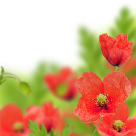 Red poppy with white backgroundの写真素材