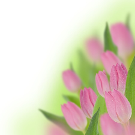 Beautiful pinl tulips on white backgroundの写真素材