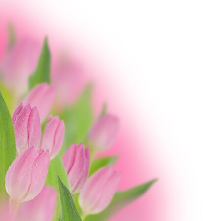 Pink tulips on pink and white backgroundの写真素材