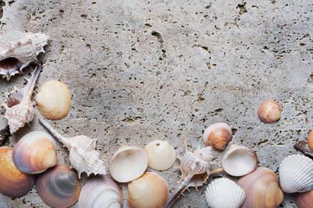 Summer concept. Seashells on the light marble background. Top down view with copy space for textの写真素材