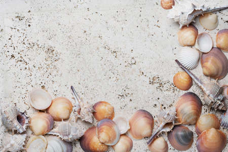 Summer concept. Seashells on the light marble background. Top down view with copy space for textの写真素材