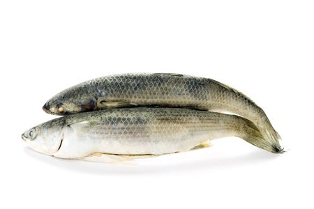 Two frozen fish ready to be cookedの写真素材