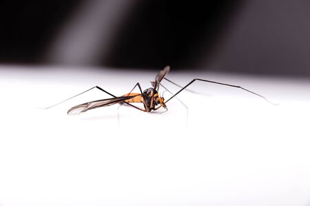 Orange colored mosquito male over white の写真素材