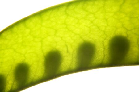 Close up of peas in a pod back lighted 2