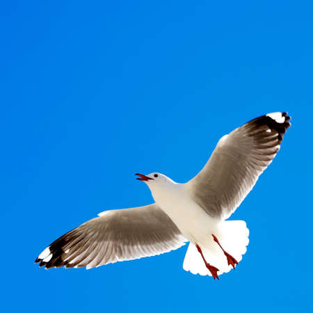 Shot of a seagull in flight, hovering obove the camera.の写真素材