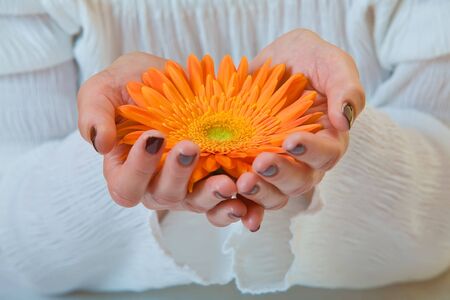 Close-up of a womans hands holding a orange gerbera.の写真素材