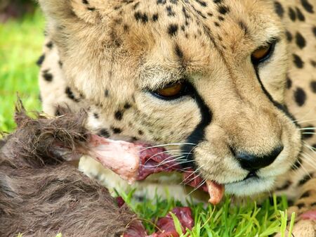 Cheetah feestiing on a fresh kill.の写真素材