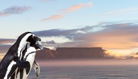 Two loving penguins in the forground and table mountain in the back.の写真素材