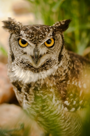 Yellow eyed owl with a serious, hard lookの写真素材