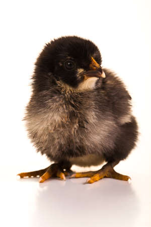 Chick in the studio in early morning after napping の写真素材