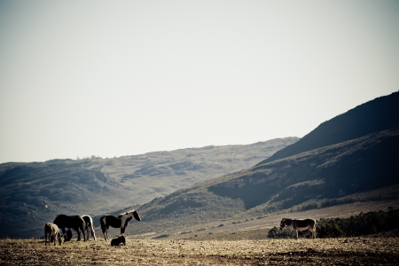 Couple of horses in the mountains walking in the field.の写真素材