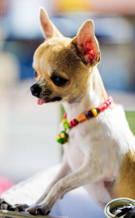 Friendly, inviting picture of a little animal with a cute face.の写真素材