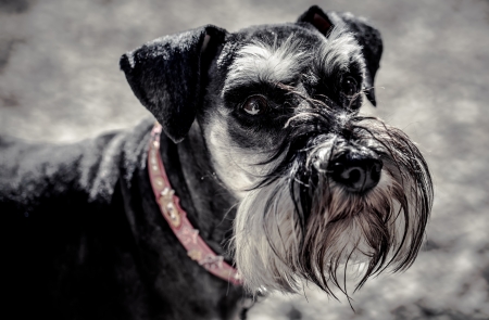 Street animal with the saddest eyes and curtenly hungry.の写真素材