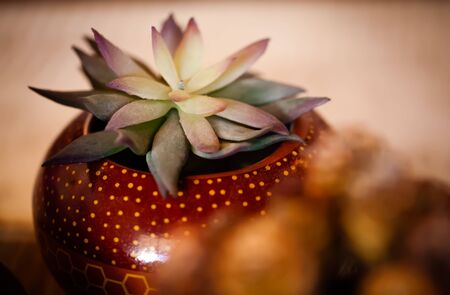 A plant known to be grown in the Eastern Cape.の写真素材