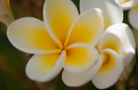A beautiful soft, white and yellow flower that blend.の写真素材