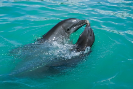 Two dolphins which is in love playing around in the ocean の写真素材