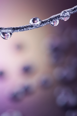 Water drops with gliserien on a cabel with purple gloss.の写真素材