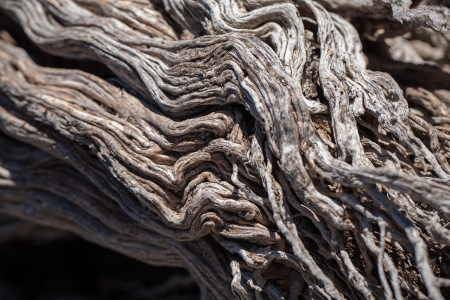 This old tree on the beach is so beautiful with its wrincles の写真素材
