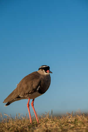 One small kiwiet bird with a angry look in the eye の写真素材