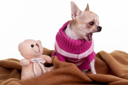 Very tired in the afternoon, time for a nap の写真素材