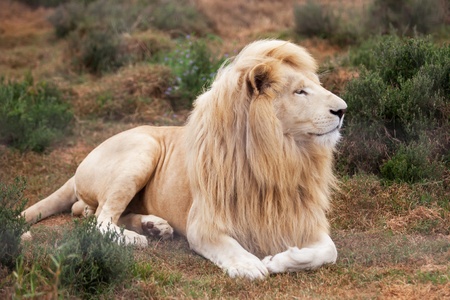 The white lion is laying relaxed in his habitat.の写真素材