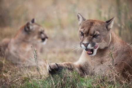 The two pumas are laying on the ground and one with a piece of meat.の写真素材