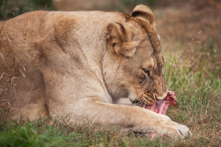 The female is really enjoying her meal.の写真素材