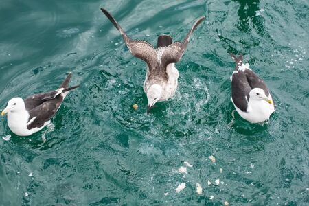 The seagulls on the water is sharing the bread.の写真素材