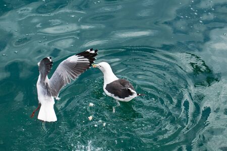 The seagull is about to land in the water.の写真素材
