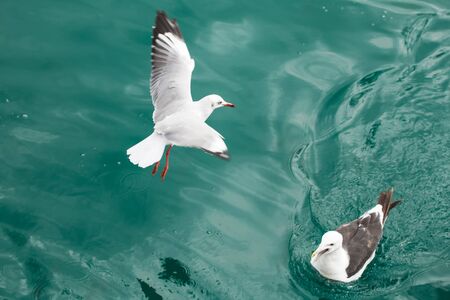 A white and grey seagull by the water.の写真素材