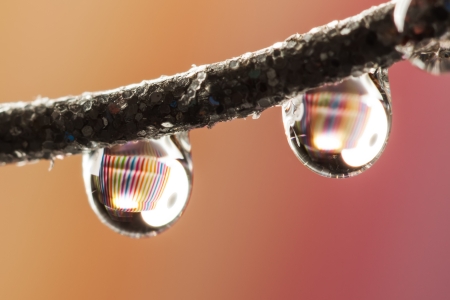 There are gliserien drops hanging on a wire.の写真素材