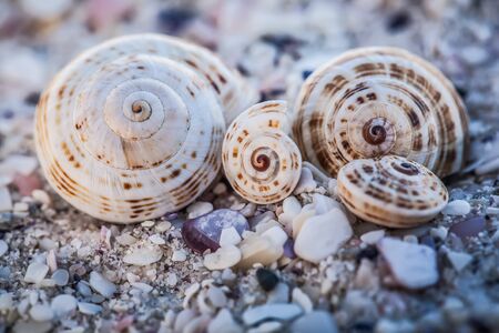Foure sea shells and pebbles laying on the beachの写真素材