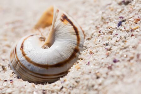A shell with a lot of texture and rusty colours.の写真素材