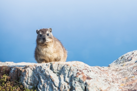 The hyrax was seen on the Table mountain.の写真素材