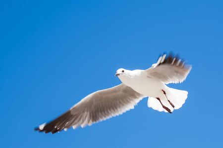 The seagull is flying over the oceanの写真素材