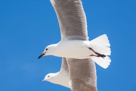 Two seagulls in the sky are flying around.の写真素材