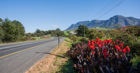 Plants and red flowers on the Route 62 near Robertson.