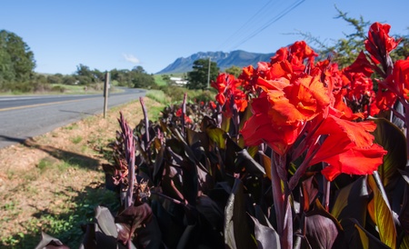 Bright red flowers with beautiful textures.の写真素材