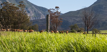 Jersey cows on a beautiful field next to the mountains.の写真素材