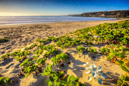 The grasses and plants that is growing on the beach.の写真素材