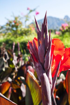 A big red plant growing against the road on Route 62.の写真素材