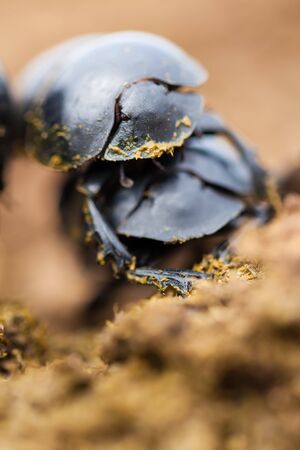 Two dung beetles working really hard together.の写真素材