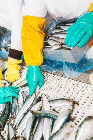 A few workers are packing fish in boxes.の写真素材