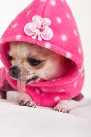 A chihuahua dressed in pink.の写真素材