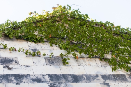 The church with a cross on top and plants growing on the side.の写真素材