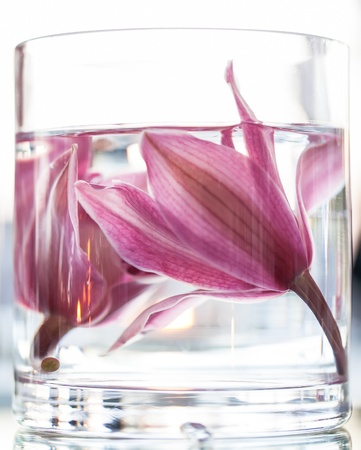 Dark pink lillies in clear water on a sunny day.の写真素材