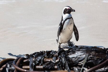 The Cape Penguin on his way out of the ocean.の写真素材